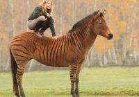 Persilangan Hewan Teraneh: Fenomena Alam yang Mengejutkan