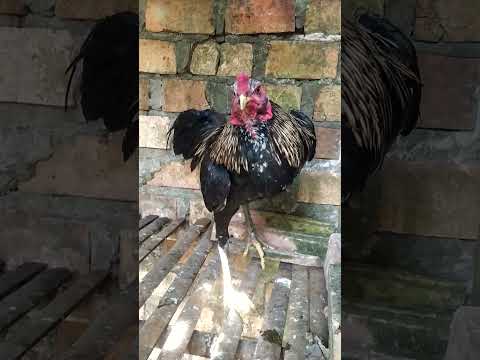 Ayam Saigon vs Birma: Mana yang Lebih Unggul?