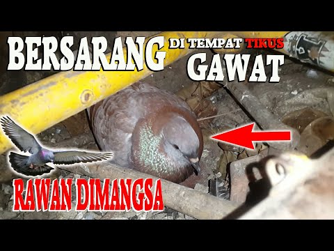 Berapa Hari Telur Burung Emprit Kaji Menetas?