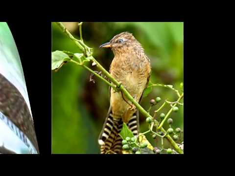 Burung Emprit Gantil Bunyi Malam Hari: Siang Hening, Malam Bersuara