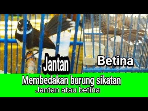 Cara Membedakan Burung Sikatan Ninon Jantan dan Betina