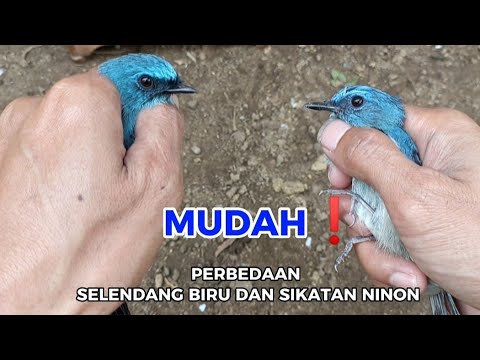 Perbedaan Sikatan Ninon dan Selendang Biru: Unveiling Kedua Jenis Kain Tradisional Indonesia