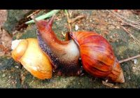 Perbedaan Bekicot dan Keong Sawah: Apa yang Membedakan Dua Hewan Laut Ini?