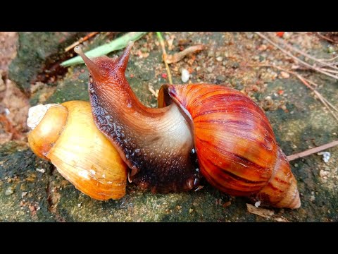 Perbedaan Bekicot dan Keong Sawah: Apa yang Membedakan Dua Hewan Laut Ini?