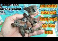 Cara Memberi Makan Burung Emprit yang Masih Kecil: Panduan Lengkap