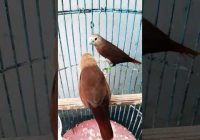 Burung Emprit Kaji Betina: Keunikan dan Khasiatnya