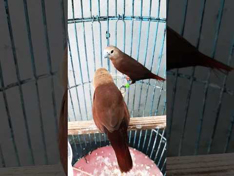Burung Emprit Kaji Betina: Keunikan dan Khasiatnya