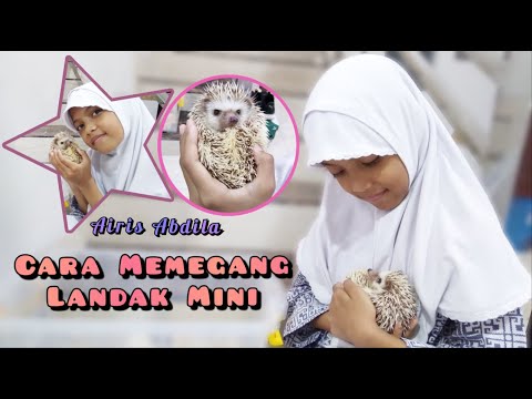 Cara Memegang Landak Mini dengan Aman dan Nyaman
