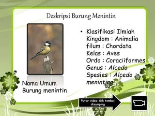 Penulisan Nama Ilmiah Burung Emprit yang Benar Adalah: Sebuah Pembahasan yang Mendalam