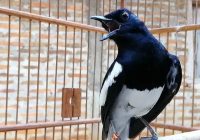 Efek Ganti Voer pada Kacer: Panduan Lengkap untuk Pemilik Burung Kacer