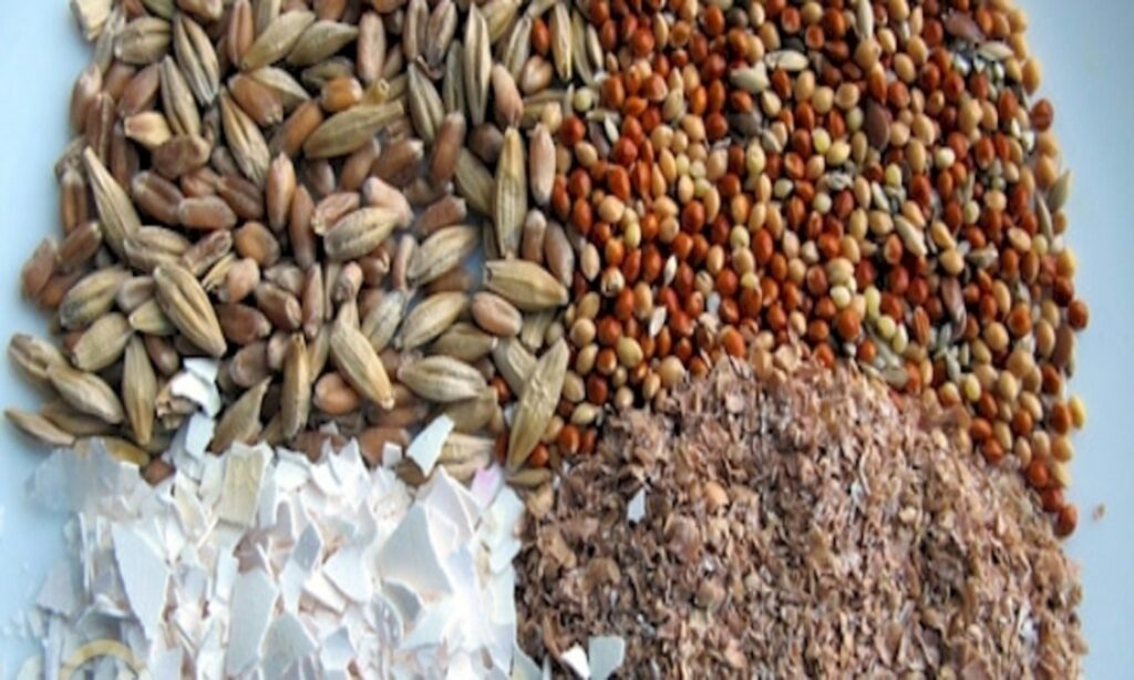 Komposisi Pakan Burung Puyuh yang Optimal untuk Kesehatan dan Produktivitas