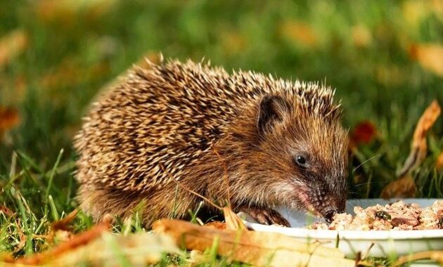 Makanan untuk Landak Mini: Panduan Lengkap untuk Perawatan yang Optimal