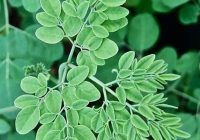 Manfaat Daun Kelor untuk Merpati: Meningkatkan Kesehatan dan Produktivitas