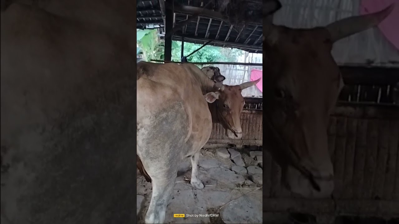 Sapi Bunting Lebih dari 9 Bulan: Penyebab, Dampak, dan Cara Mengatasinya