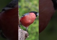 Burung Emprit: Halal atau Haram?