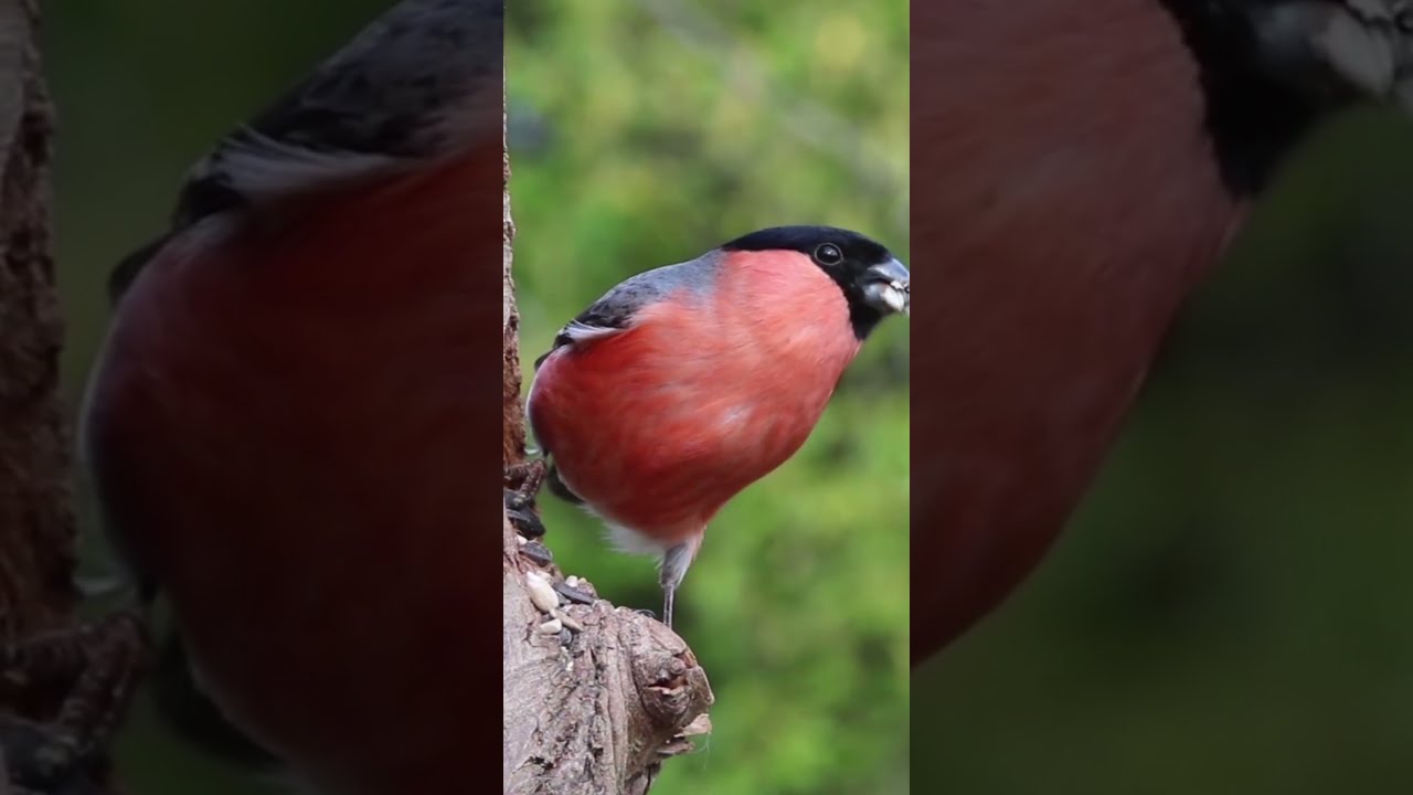 Burung Emprit: Halal atau Haram?