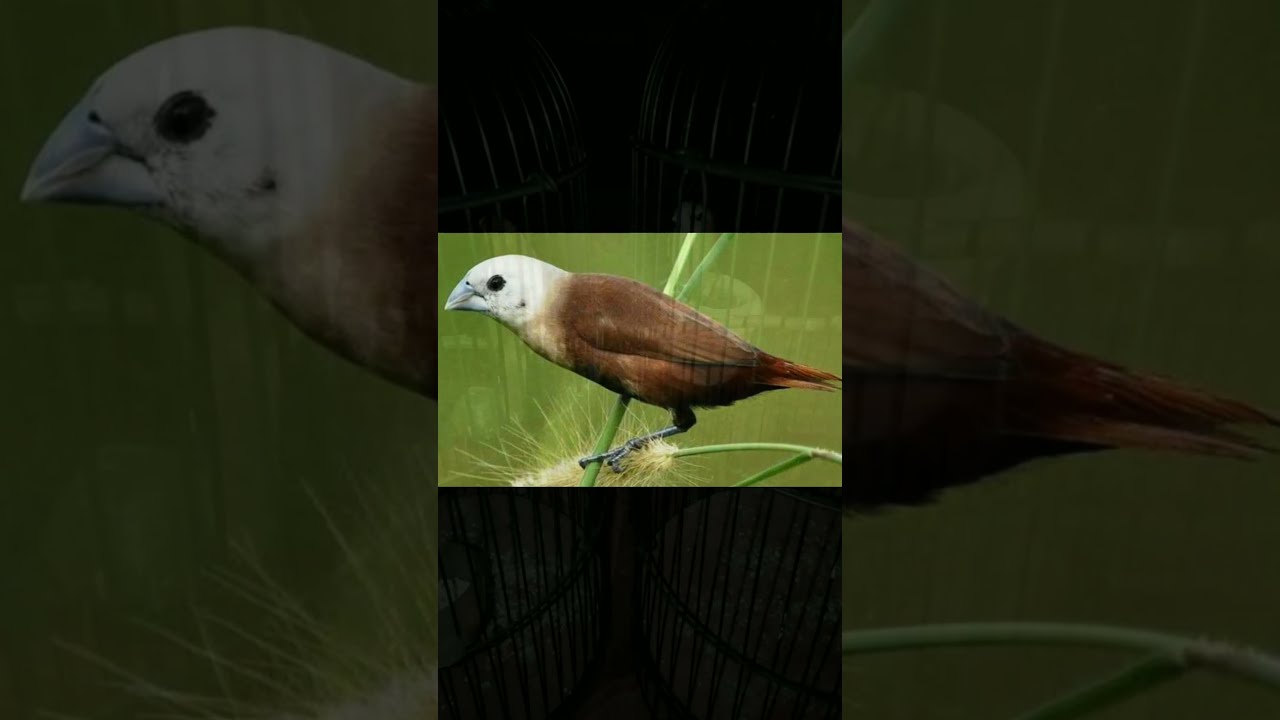 Mengenal Emprit Kaji Jantan Muda: Karakteristik, Habitat, dan Perilaku