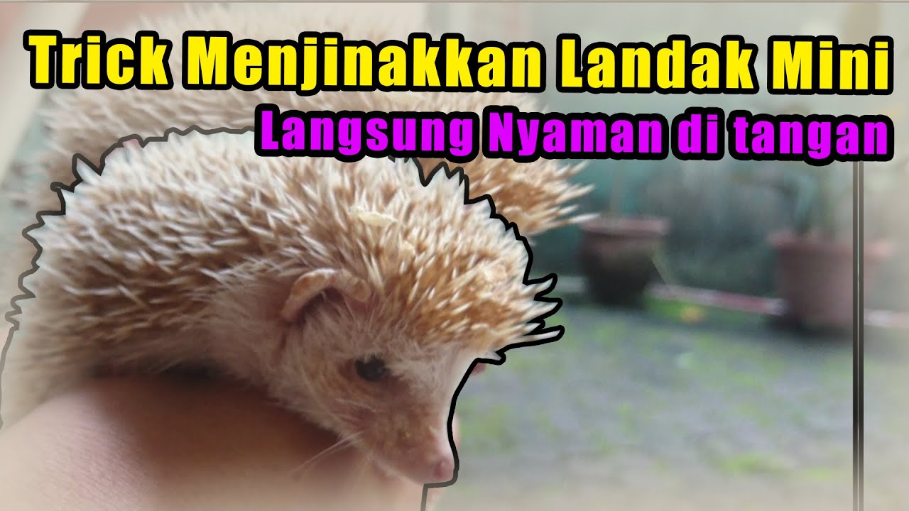 Cara Menjinakkan Landak Mini yang Galak: Tips dan Informasi Lengkap
