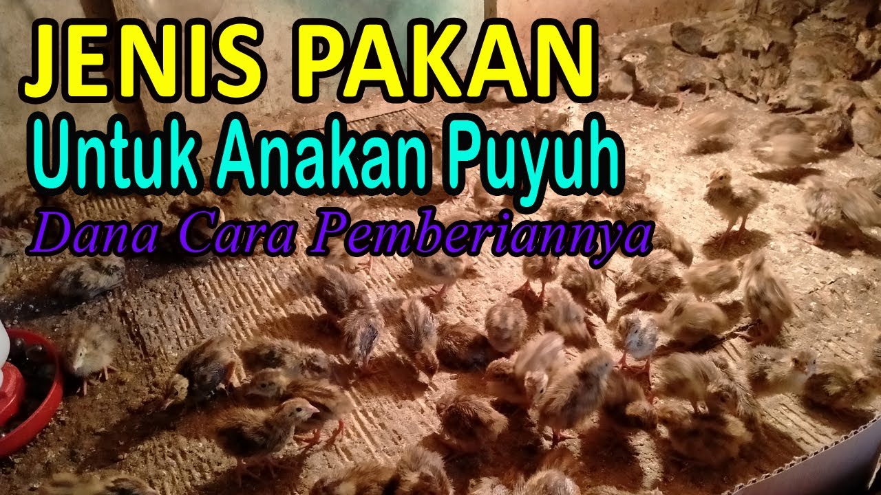 Pakan Burung Puyuh Anakan: Tips dan Informasi Lengkap