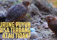 Burung Puyuh Bisa Terbang: Fakta dan Informasi Lengkap