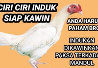 Ciri Trucukan Betina Siap Kawin: Panduan Lengkap untuk Peternak Ayam