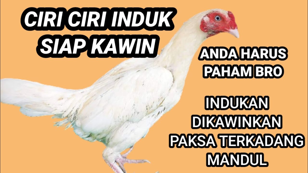 Ciri Trucukan Betina Siap Kawin: Panduan Lengkap untuk Peternak Ayam