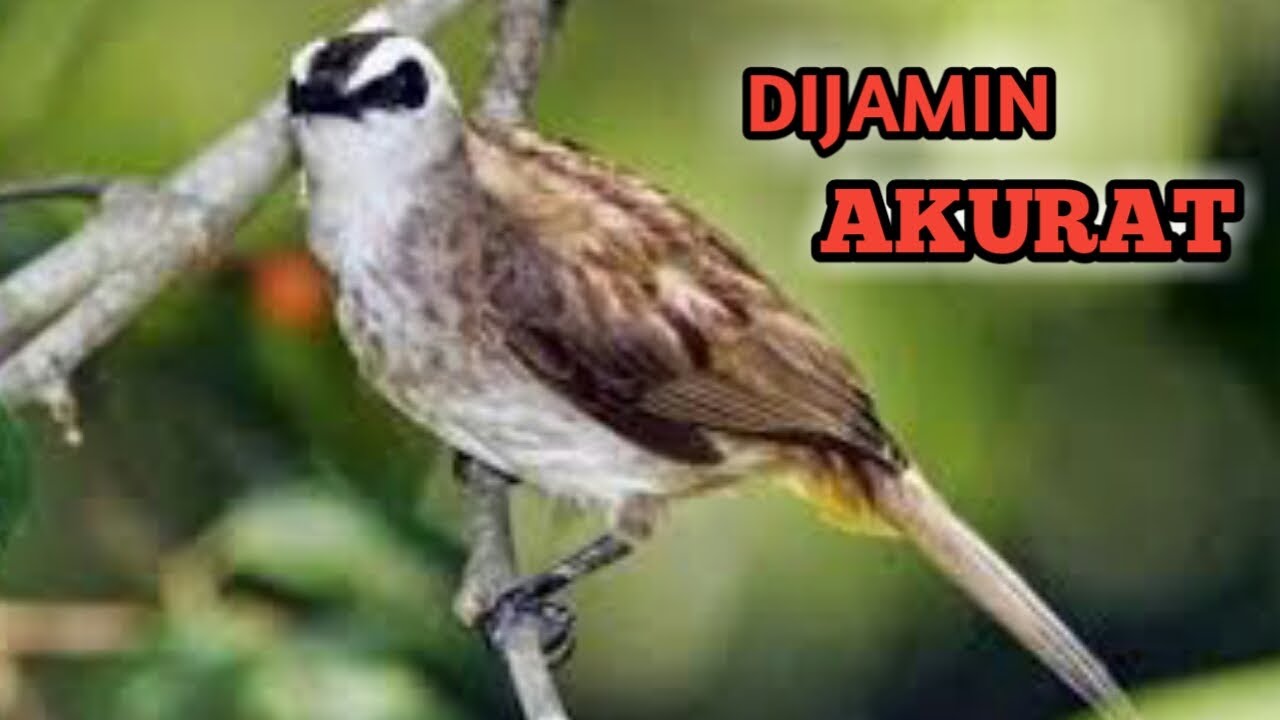 Ciri-Ciri Trucukan Jantan Ombyokan: Mengenal Lebih Dekat