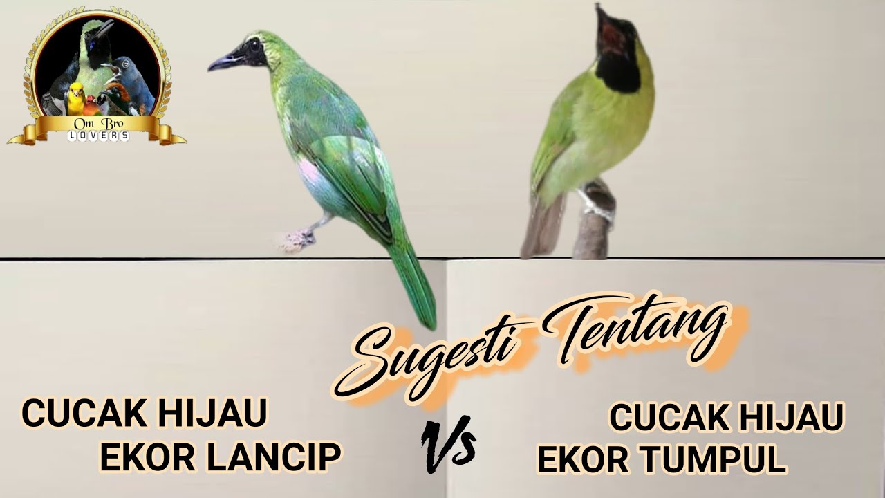 Berapa Lama Ekor Cucak Ijo Tumbuh Setelah Dicabut?