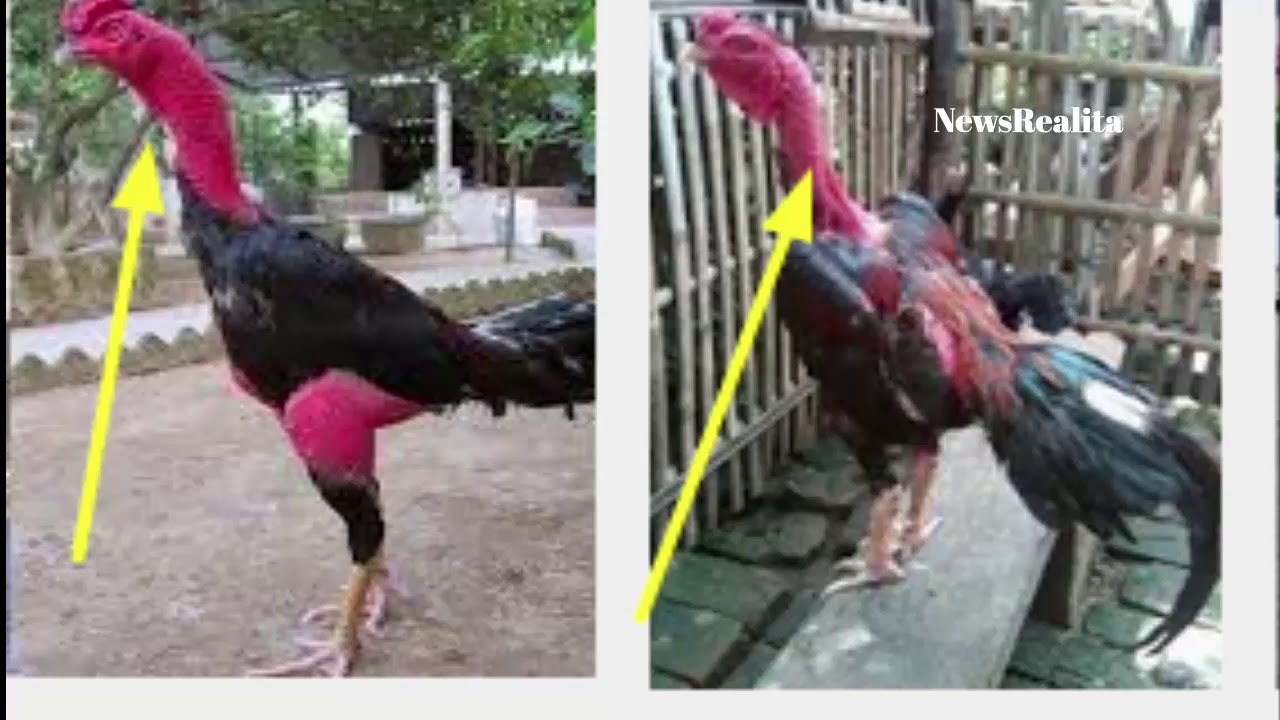 Perbedaan Ayam Saigon dan Ganoi: Mengenal Lebih Dekat tentang Dua Jenis Ayam Unggul