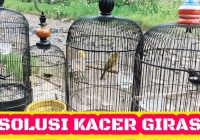 Cara Agar Kacer Nagen di Tangkringan: Tips dan Trik untuk Meningkatkan Performa Burung Kacer