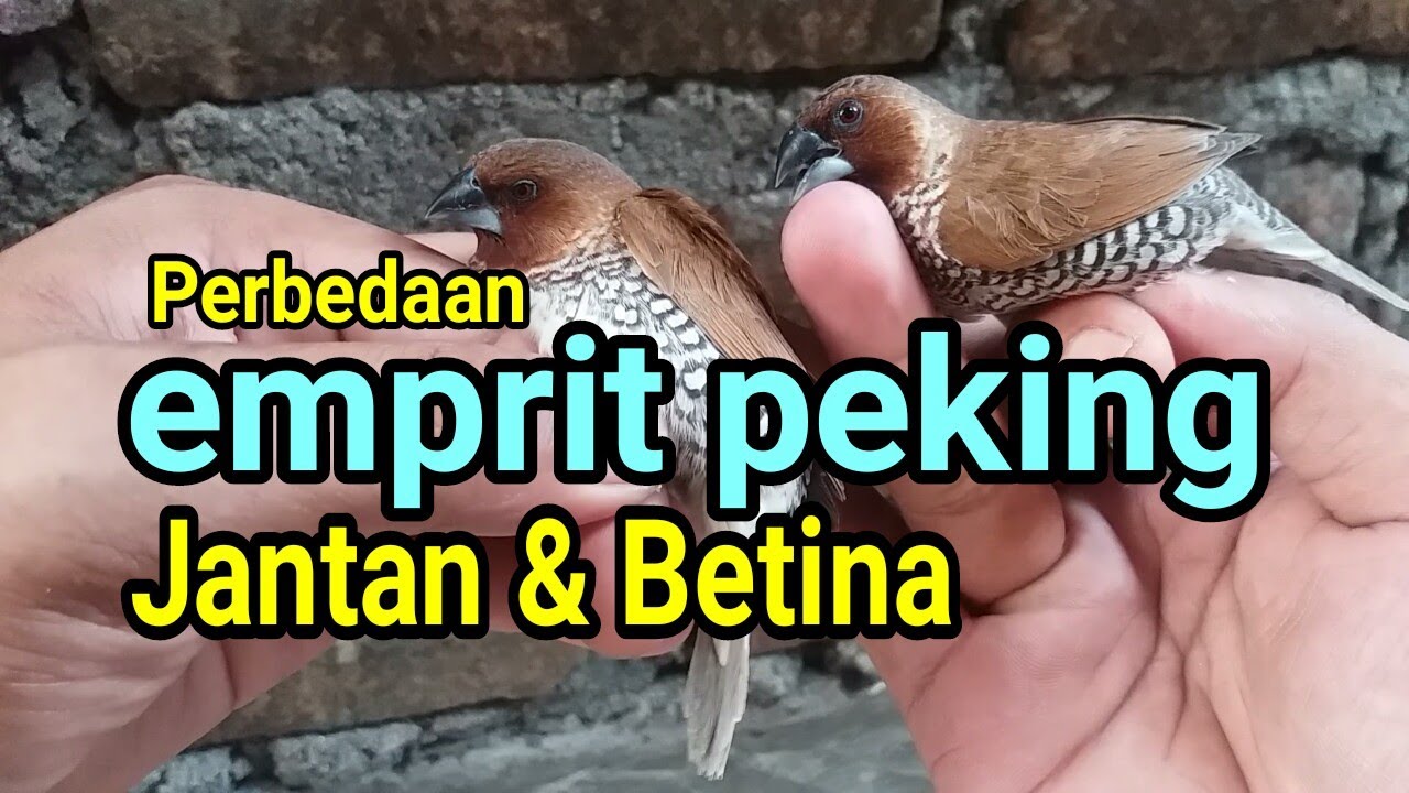 Emprit Peking Jantan dan Betina: Karakteristik, Perbedaan, dan Tips Merawat