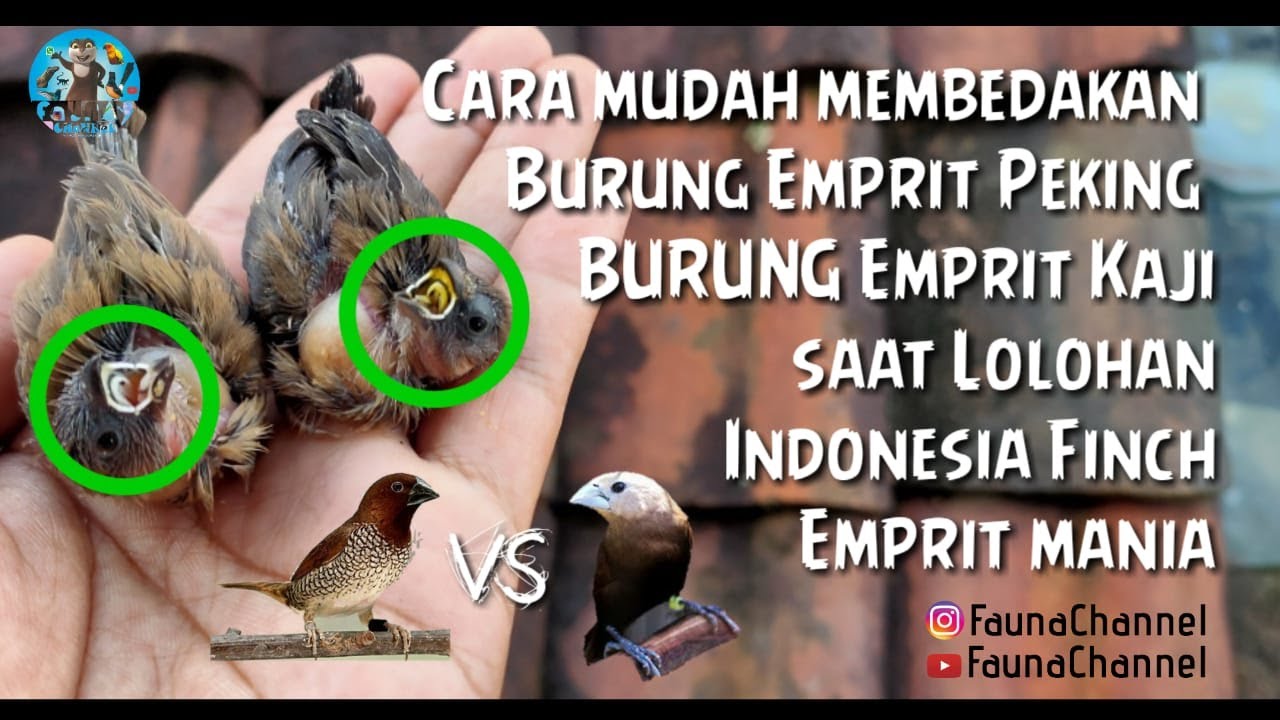 Cara Membedakan Burung Emprit Jawa Jantan dan Betina