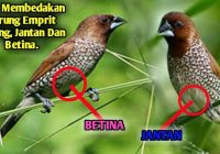 Perbedaan Emprit Papua Jantan dan Betina: Sebuah Pembahasan Lengkap