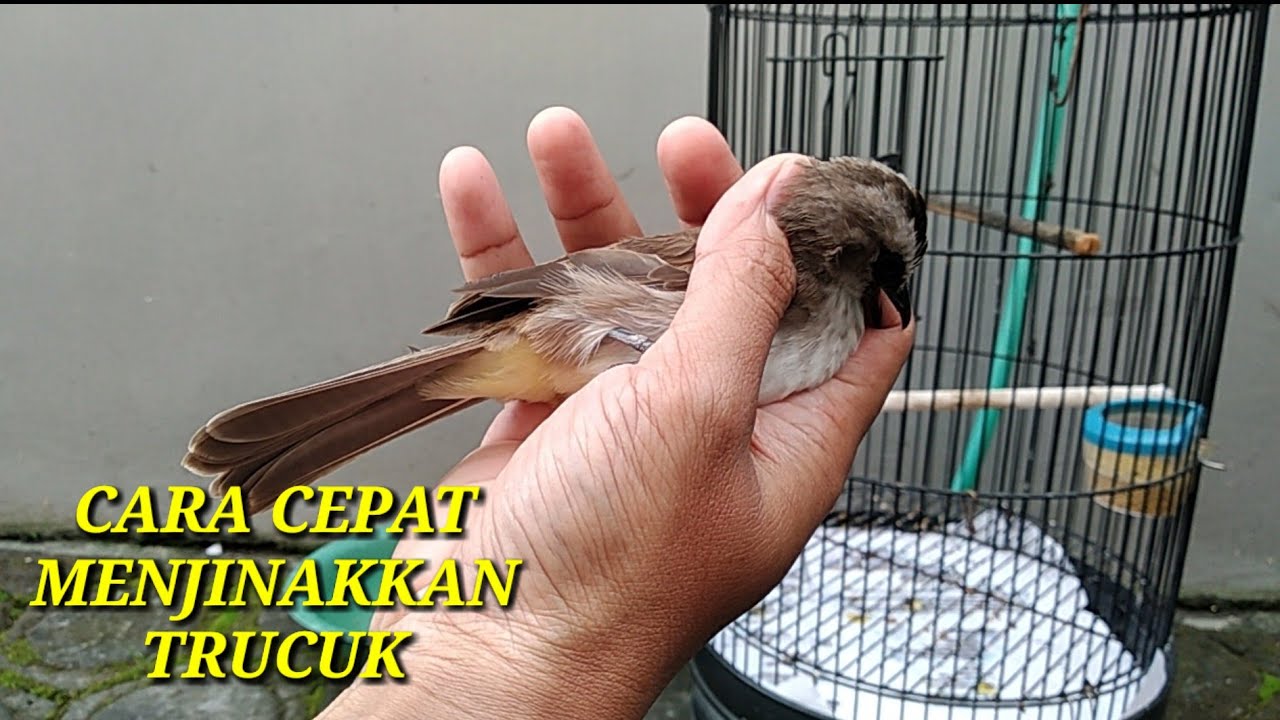 Cara Menjinakkan Burung Trucukan dengan Cepat: Tips dan Trik yang Teruji