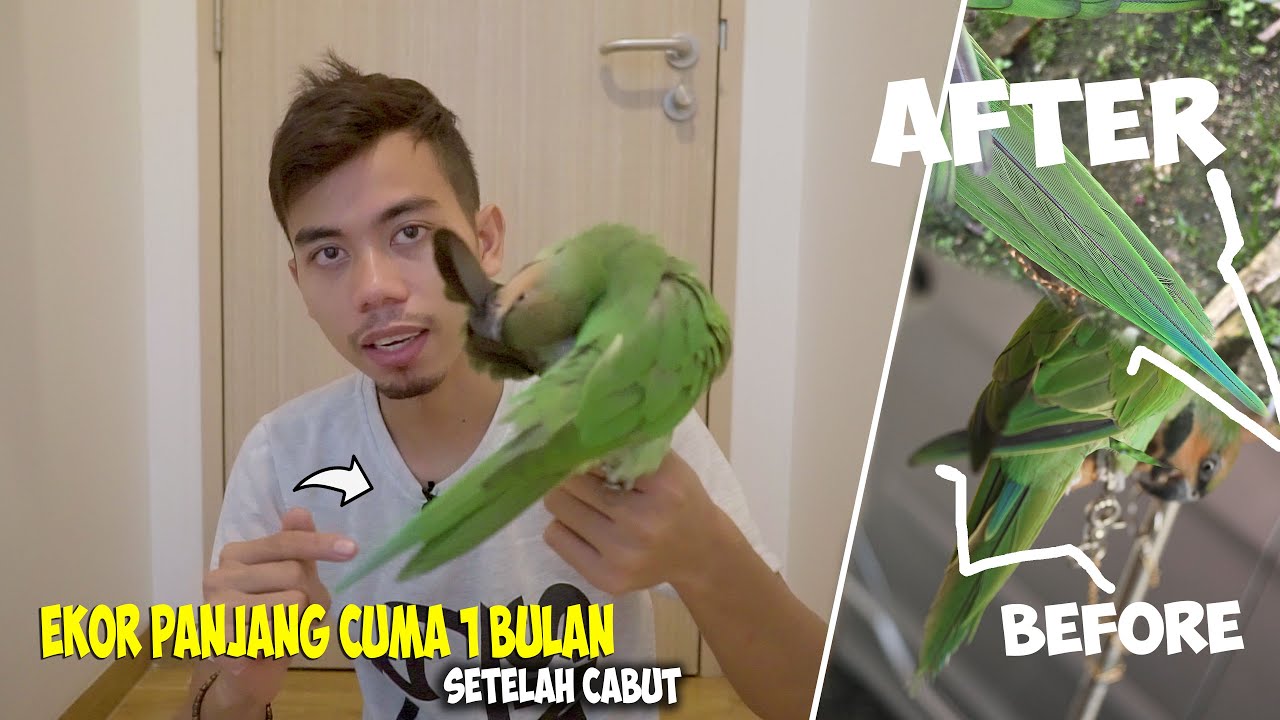 Berapa Lama Ekor Burung Perkutut Tumbuh Setelah Dicabut: Informasi Lengkap dan Fakta