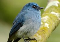 Suara Burung Sikatan Ninon: Keunikan dan Fakta Menarik