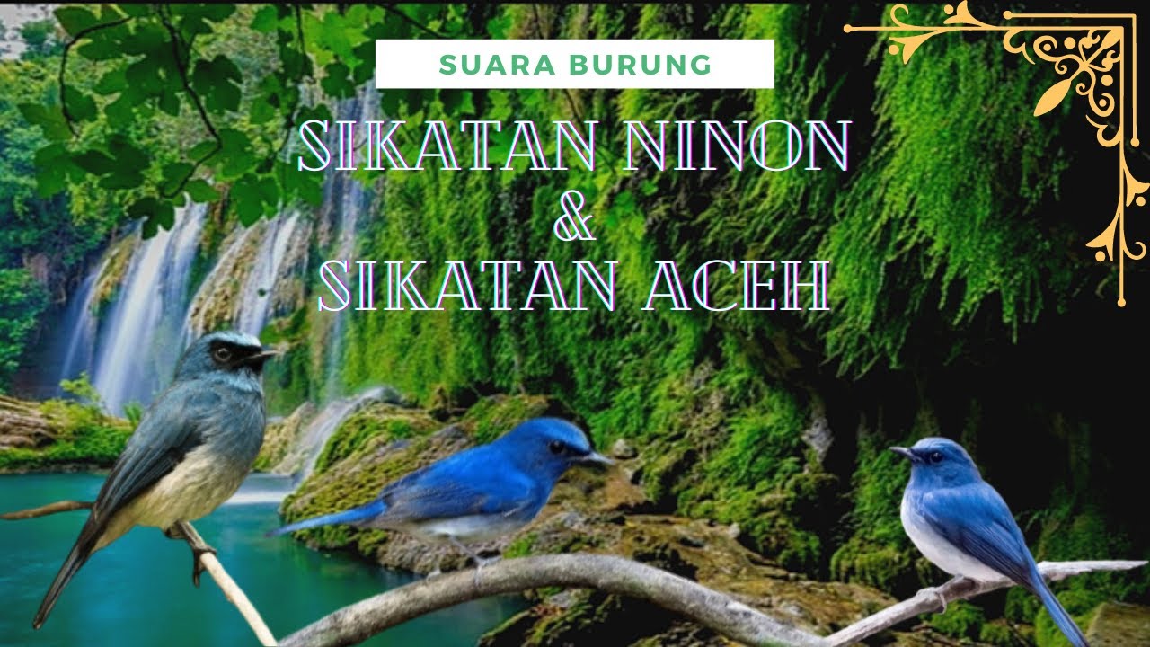 Download Suara Burung Sikatan Ninon: Panduan Lengkap dan Informasi Menarik