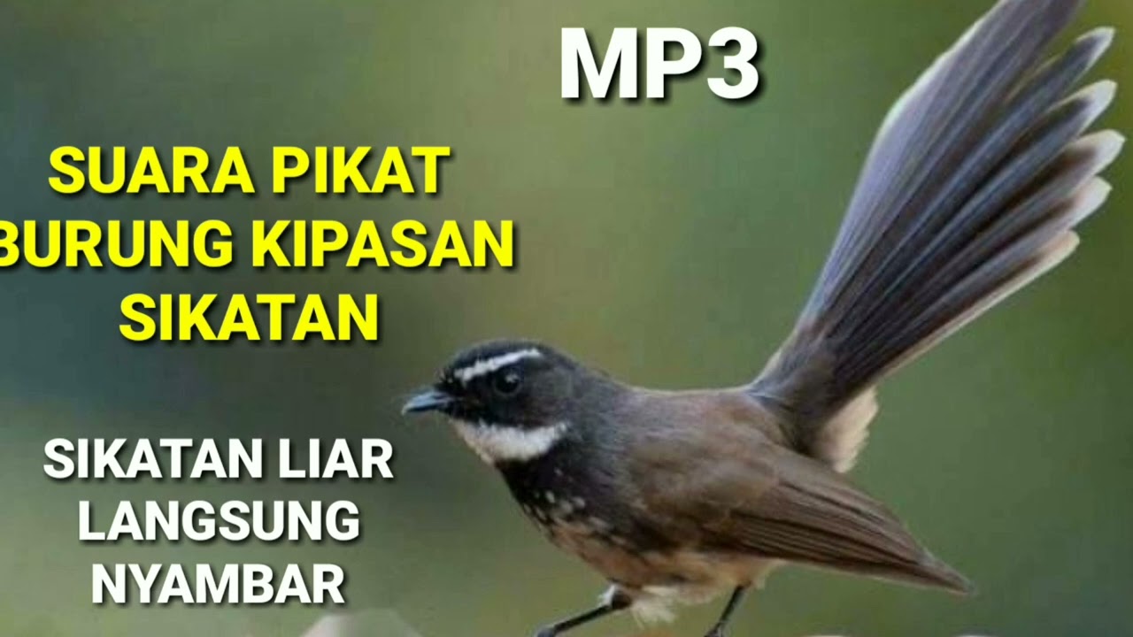 Suara Pikat Burung Sikatan Ninon: Rahasia di Balik Suara Menyayu Bikin Gawat