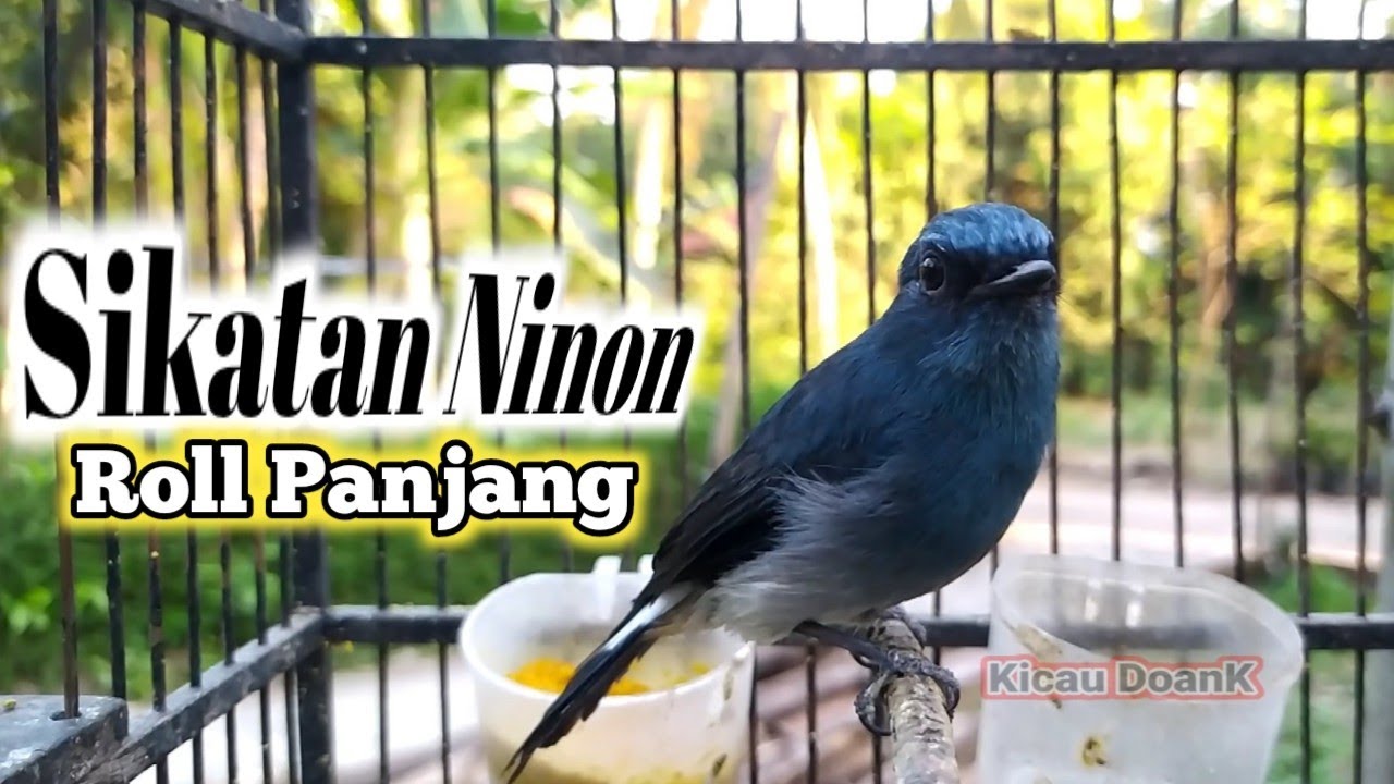 Sikatan Ninon Gacor: Rahasia di Balik Suksesnya Burung Sikatan