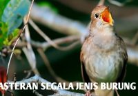 Sikatan Londo Gacor: Fakta dan Tips untuk Meningkatkan Keberhasilan