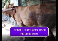 Sapi Melahirkan Sungsang: Gejala, Penyebab, dan Pengobatan