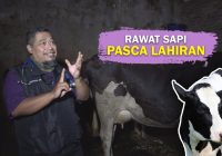 Penanganan Induk Sapi Pasca Melahirkan: Panduan Lengkap untuk Peternak