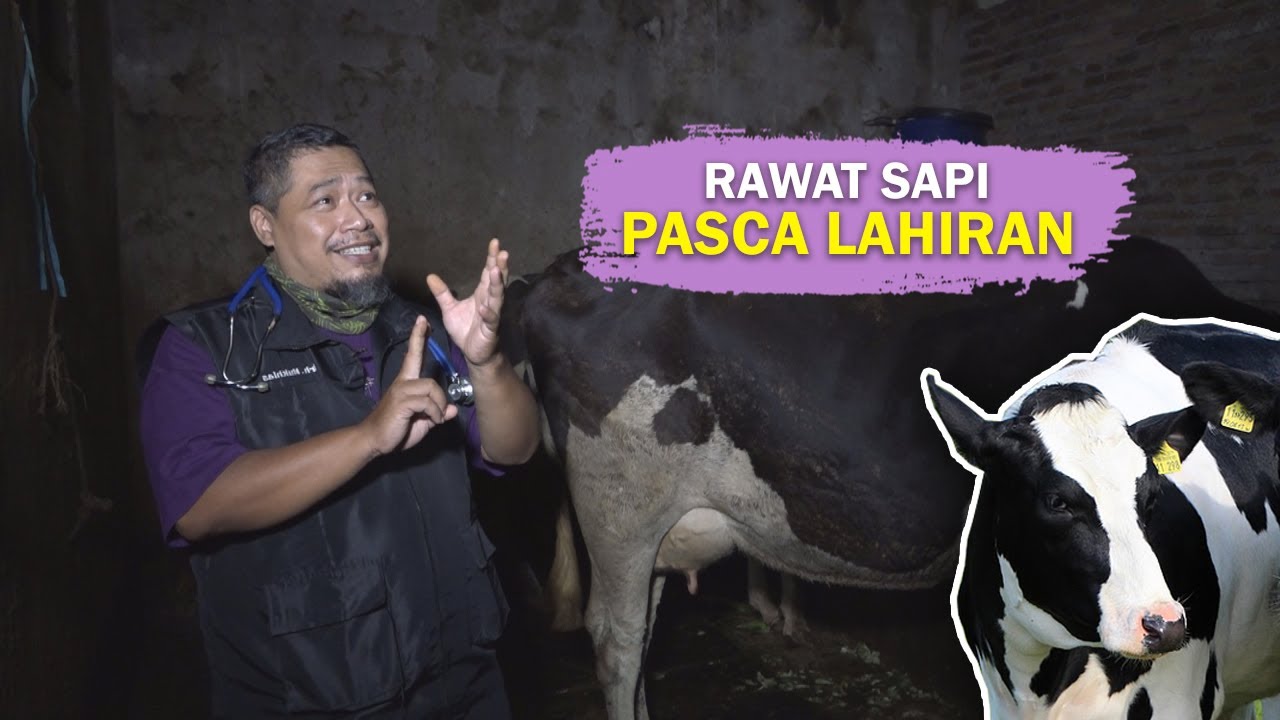 Penanganan Induk Sapi Pasca Melahirkan: Panduan Lengkap untuk Peternak