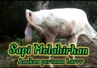Penyebab Sapi Telat Melahirkan: Faktor-Faktor yang Mempengaruhi Proses Melahirkan