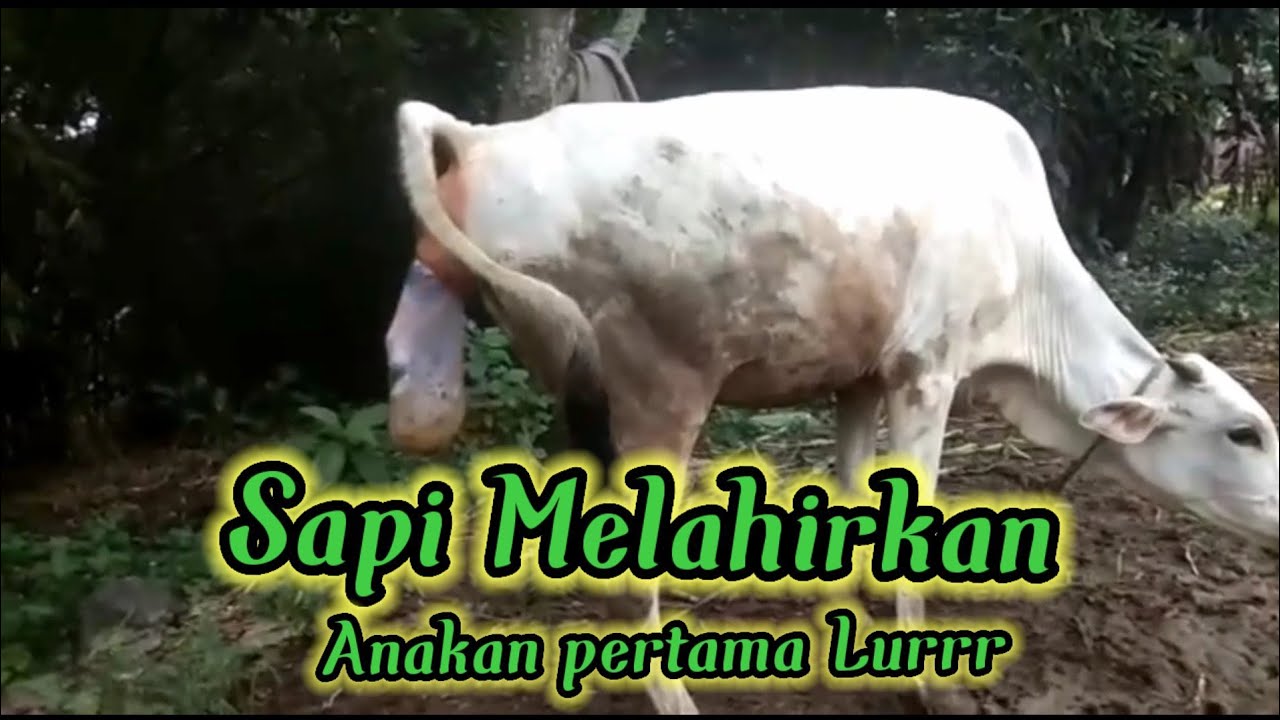 Penyebab Sapi Telat Melahirkan: Faktor-Faktor yang Mempengaruhi Proses Melahirkan