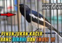 Ciri-Ciri Kacer Kurang Birahi dan Emosi