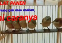 Kenapa Burung Emprit Tidak Mau Makan? Penyebab dan Solusi untuk Memecahkan Masalah Ini