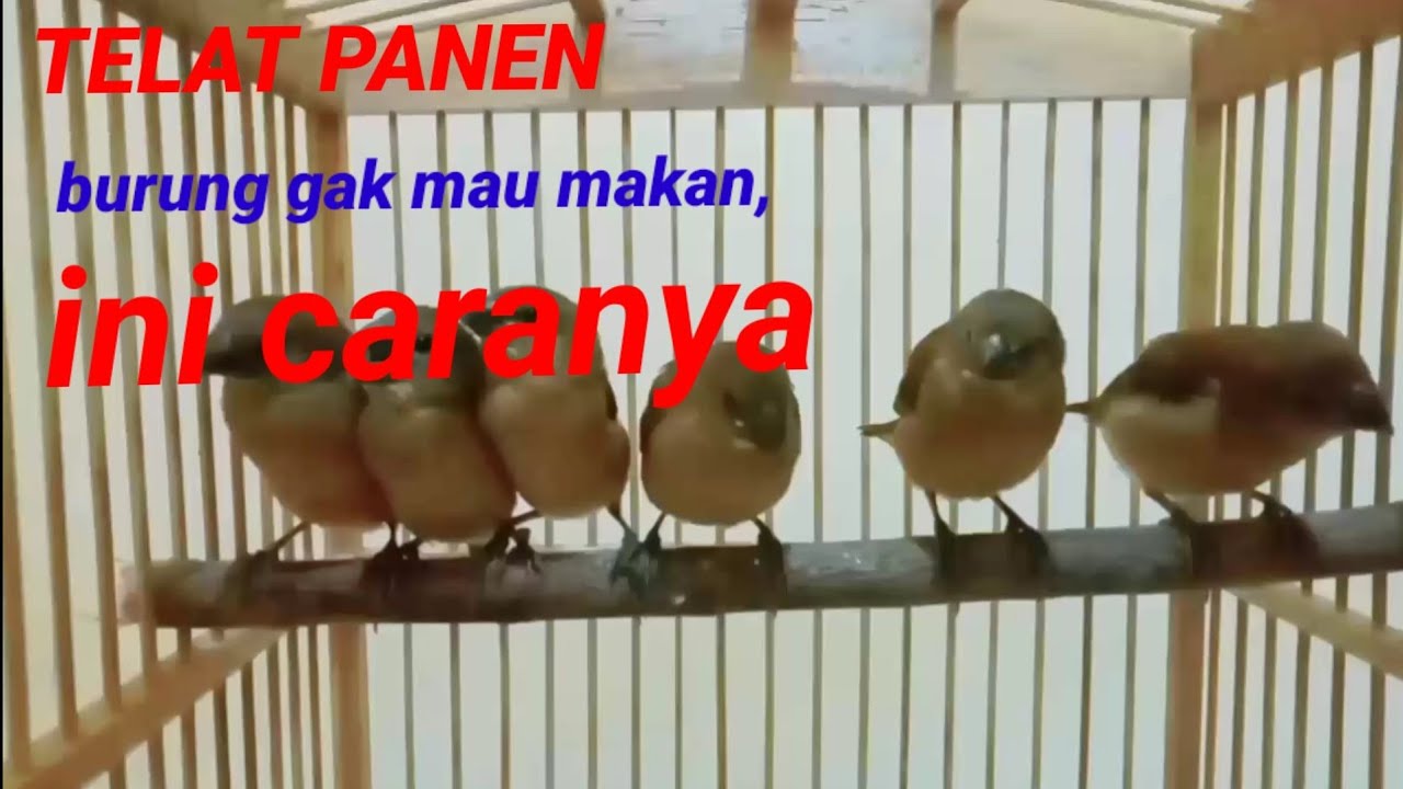 Kenapa Burung Emprit Tidak Mau Makan? Penyebab dan Solusi untuk Memecahkan Masalah Ini