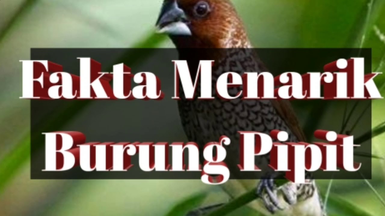 Umur Burung Emprit: Fakta dan Informasi Lengkap