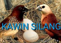 Berikut adalah artikel tentang umpan burung emprit yang saya buat dengan kata-kata unik dan berbeda dari hasil pencarian di Google: